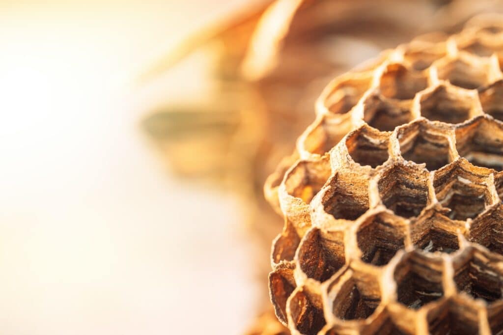 Hornet hive with empty honeycombs close up